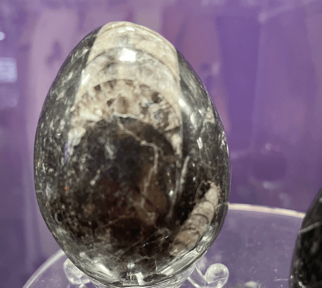 Orthoceras Egg