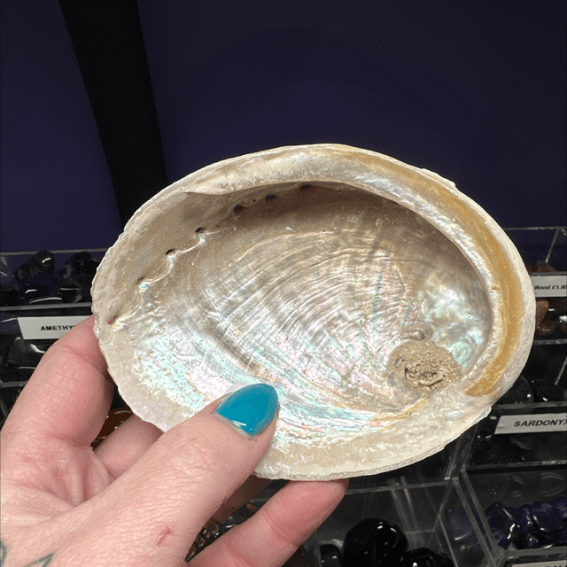 Abalone Shell 